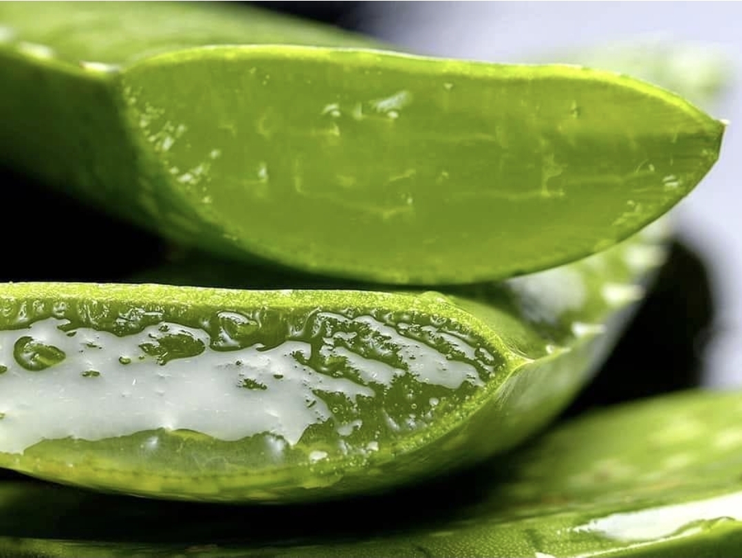 Freshly cut aloe vera leaves with natural gel